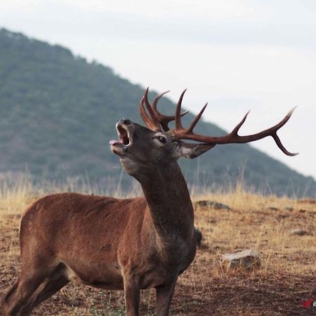 Alojamiento Rural Dehesa La Estancia Andújar Exteriör bild