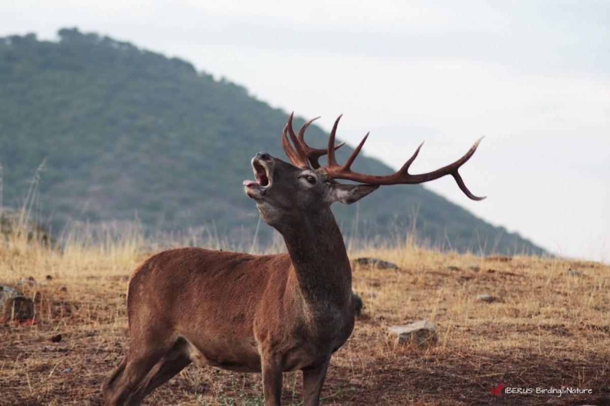 Alojamiento Rural Dehesa La Estancia Andújar Exteriör bild