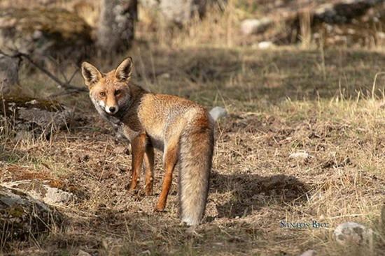 Alojamiento Rural Dehesa La Estancia Andújar Exteriör bild
